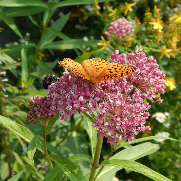 Milkweeds — Swamp milkweed (Asclepias incarnata) Seeds – Wild Seed Project