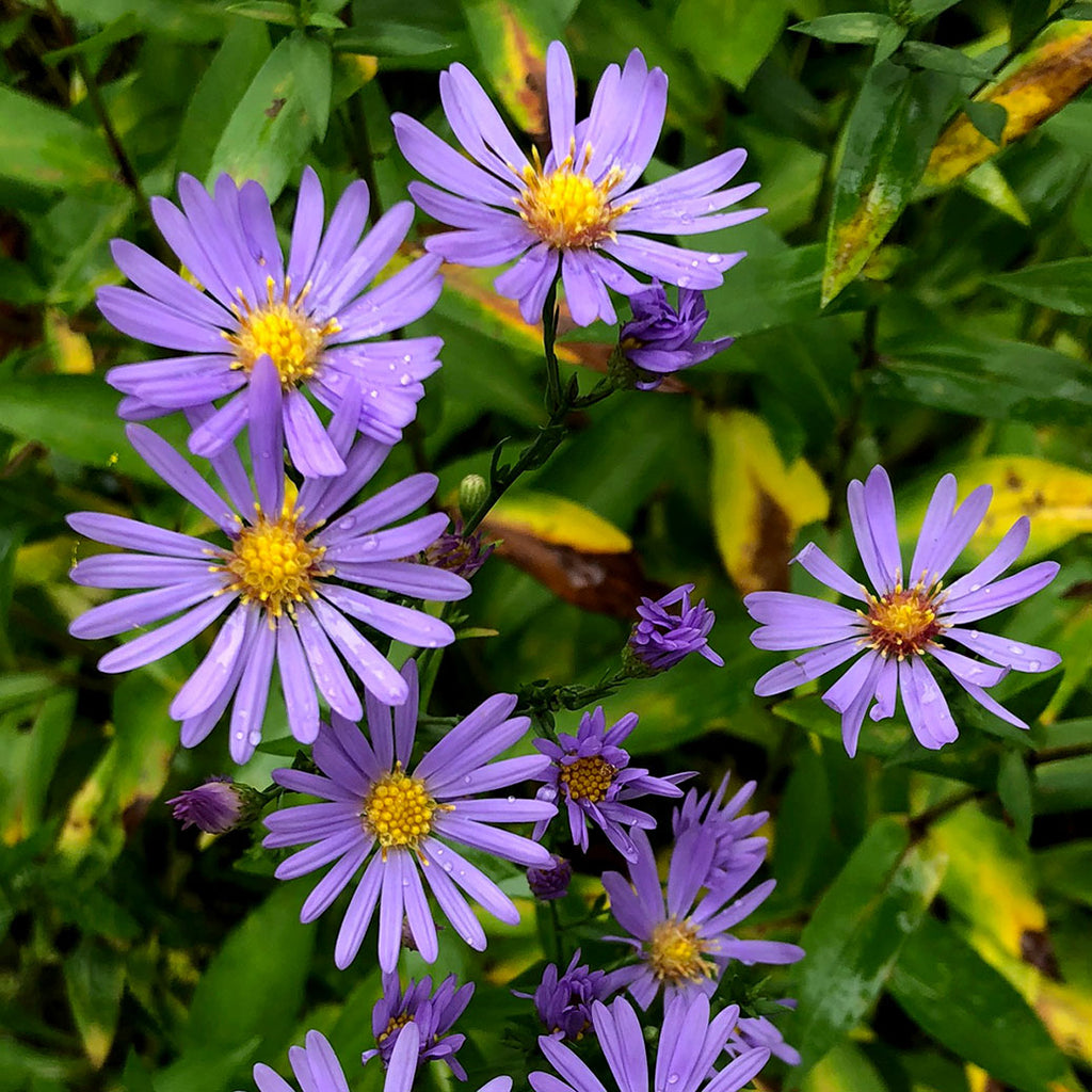 smooth blue aster seedlings