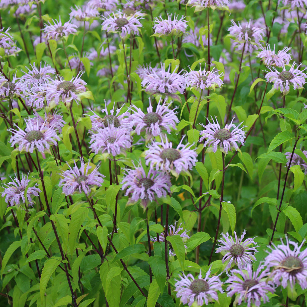 Bergamot Flower