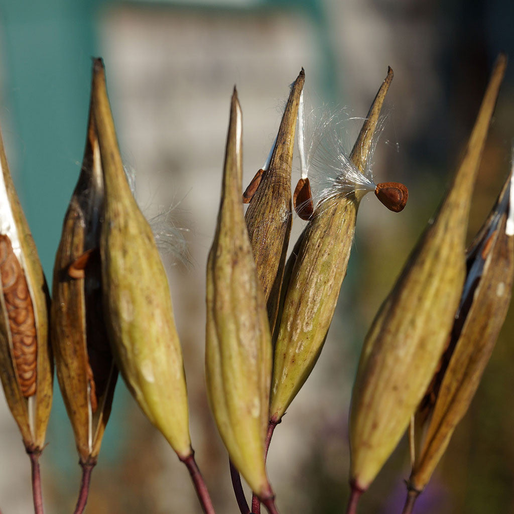 Milkweeds — Swamp milkweed (Asclepias incarnata) Seeds – Wild Seed Project