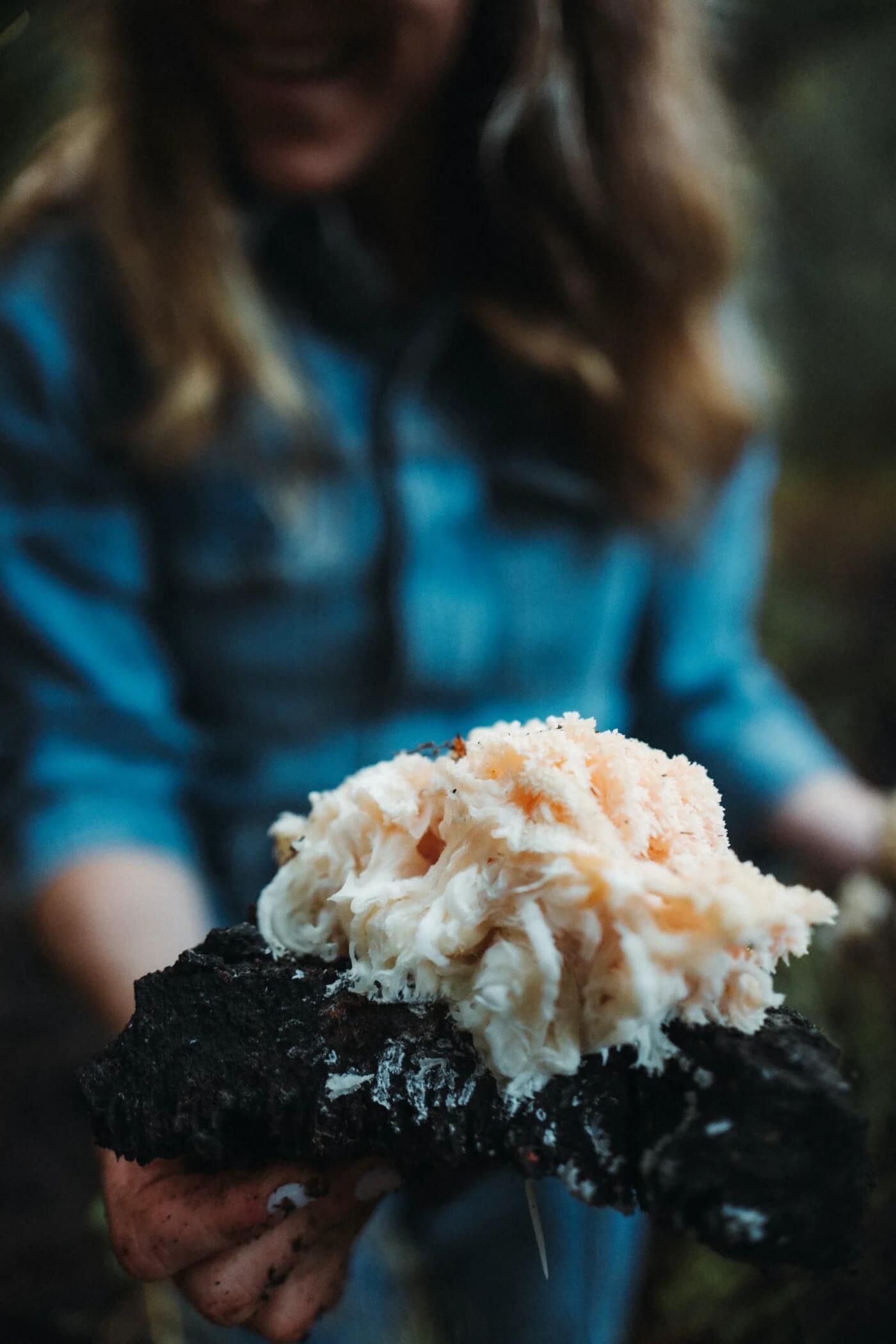 lions-mane-foraged-by-danielle