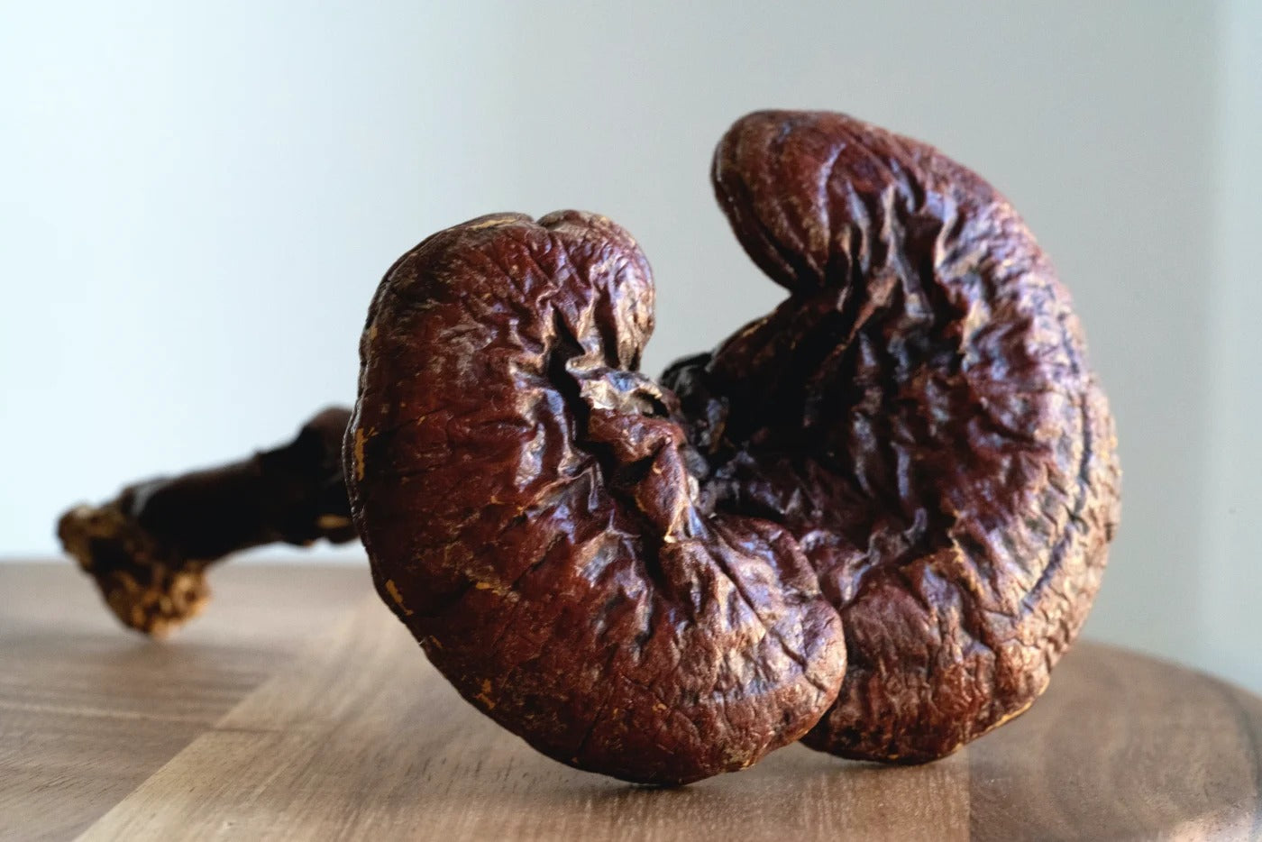 reishi-mushroom-benefits.jpg