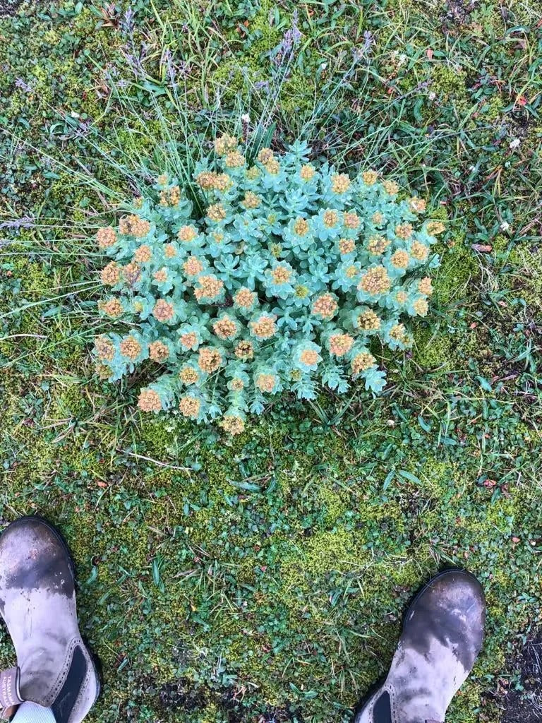 rhodiola-rosea-real-iceland-ground