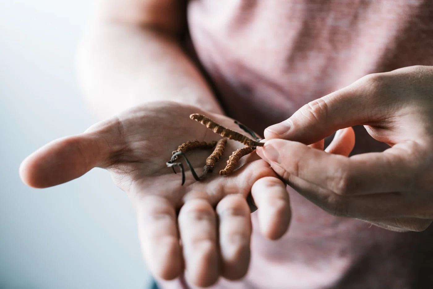 safe-cordyceps-in-hands