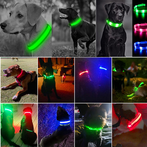 Oladwolf Collier lumineux pour chien rechargeable, LED - Étanche - Longueur  réglable - USB - Collier de sécurité pour animaux de compagnie - 3 modes