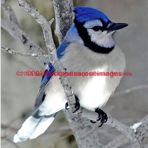 Blue Jay 1 Tiles Compass Rose Images