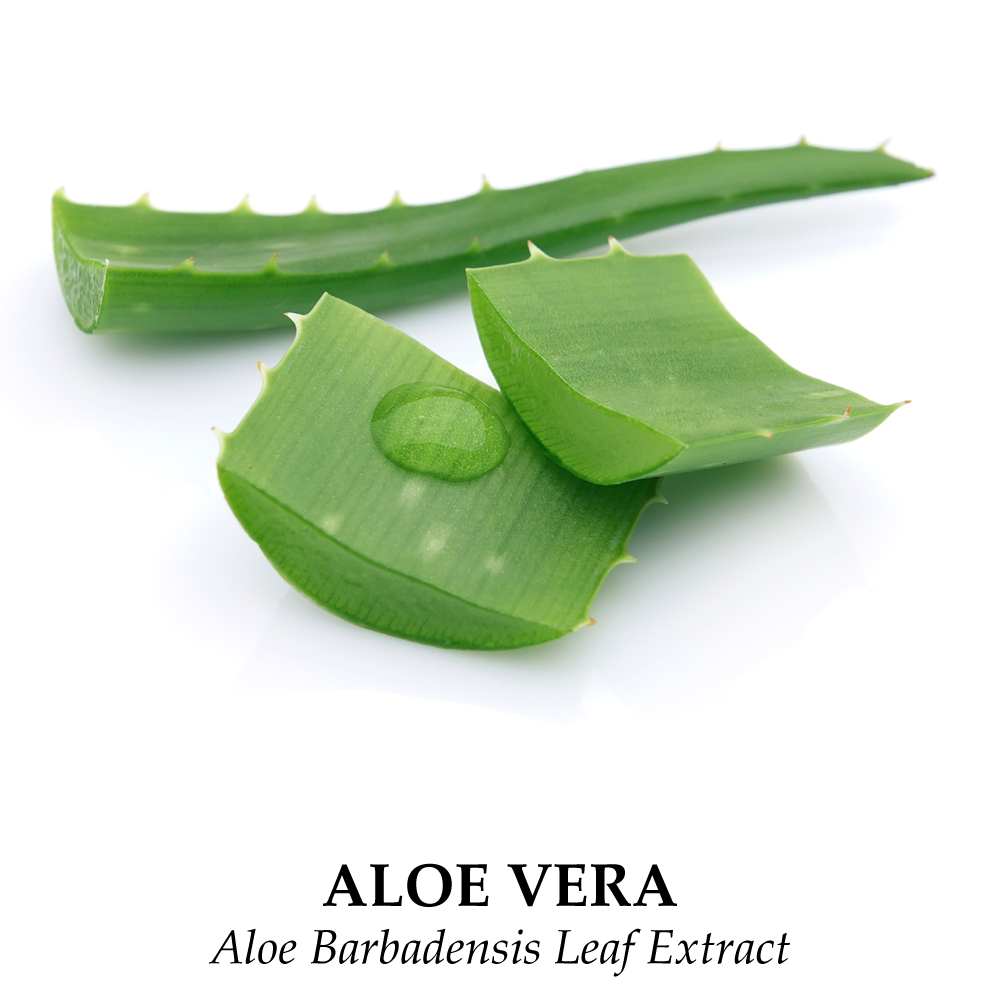 Ingredient Aloe Barbadensis Leaf Extract – OverSoyed Fine Organic Products