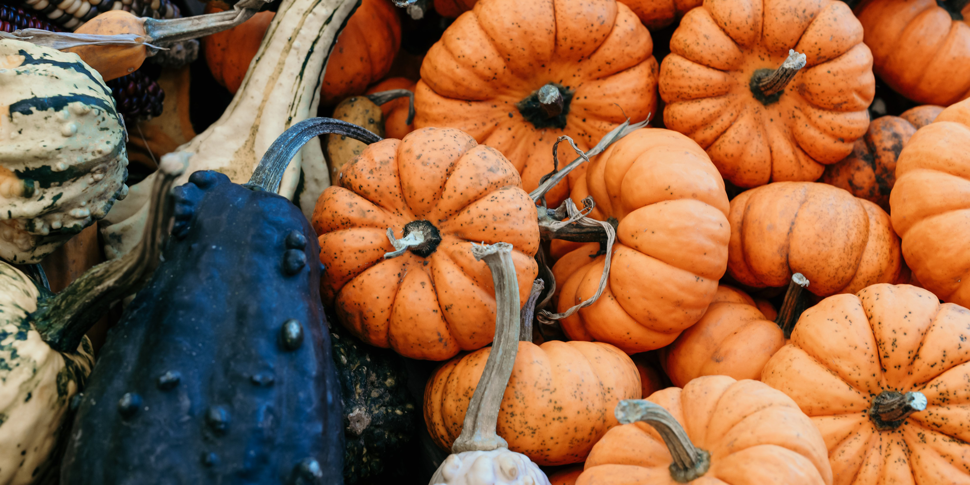 OverSoyed Fine Organic Products - Annual Pumpkin Festival