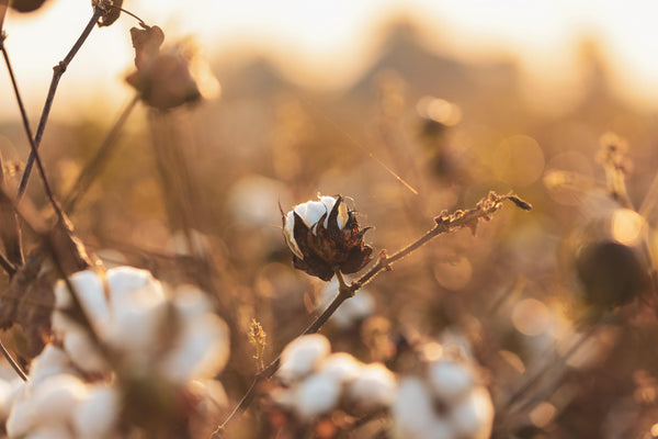 is cotton sustainable?