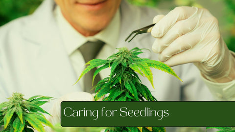 Caring for Seedlings