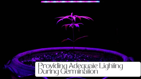 Providing Adequate Lighting During Germination