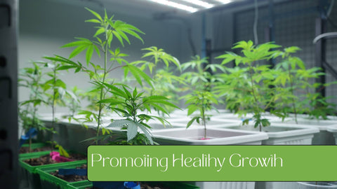 Promoting Healthy Growth