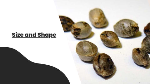 Size and Shape of cannabis seeds