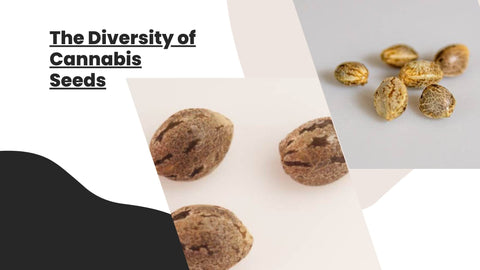 The Diversity of Cannabis Seeds Color and Appearance