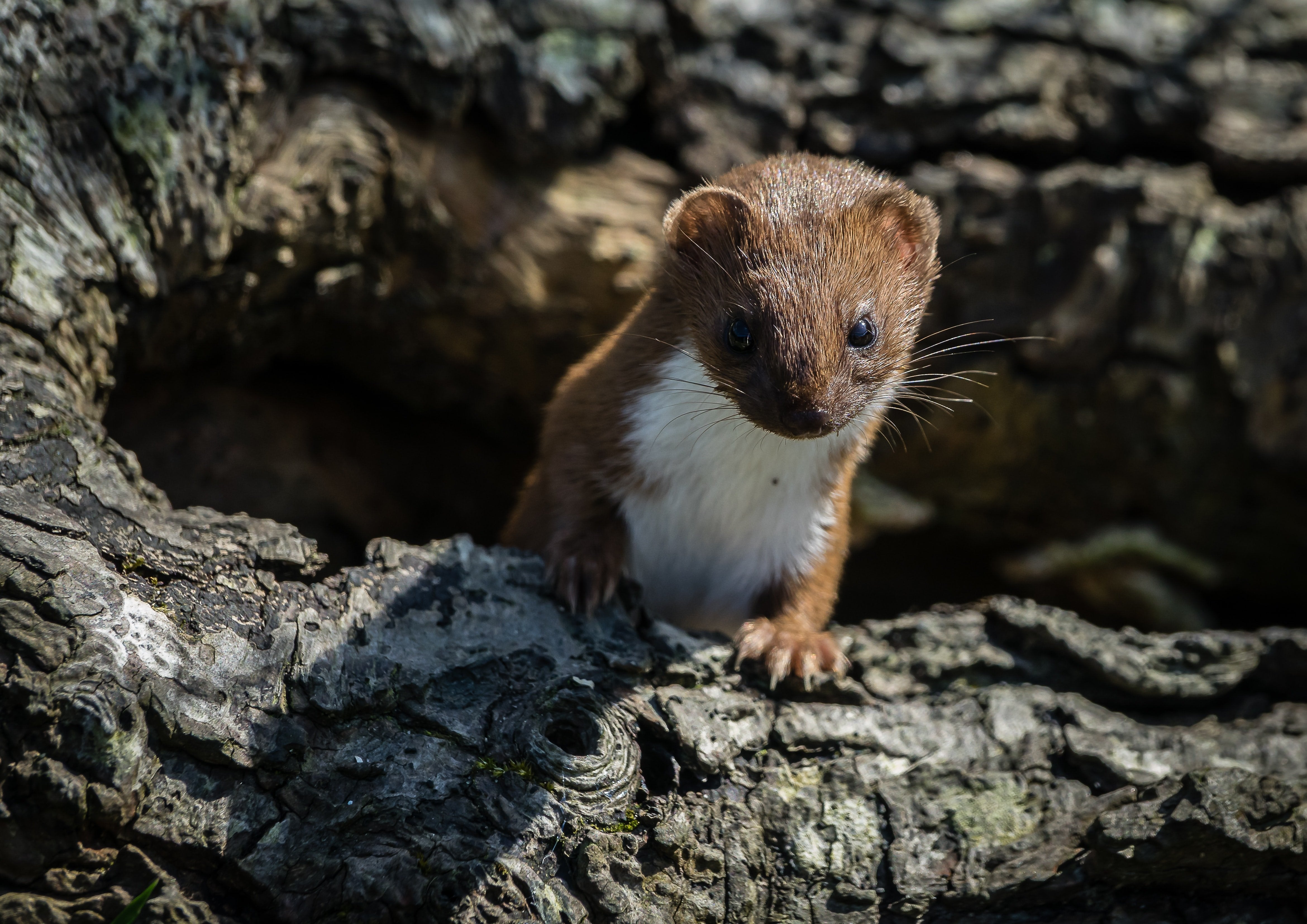 You may see a weasel on the Cuckoo Trail in Sussex