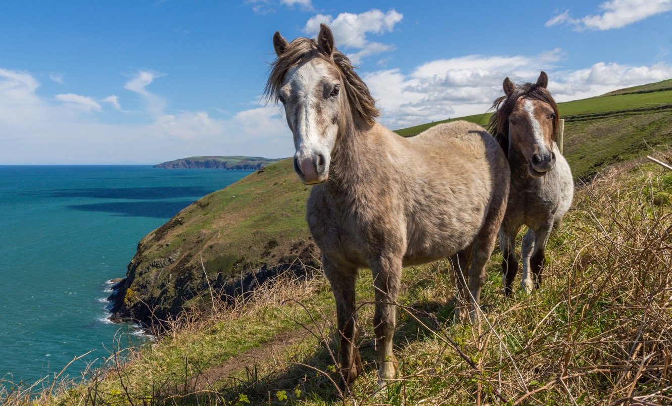 Zwei wilde Ponys auf dem Wales Coast Path 