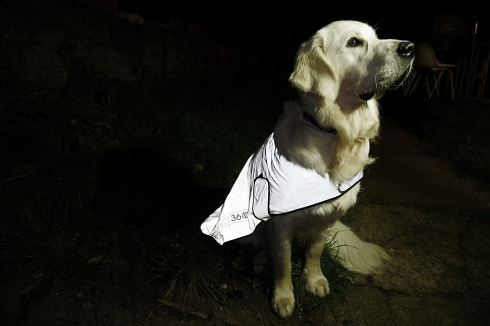 Bismarck in his REFLECT360 highly reflective dog jacket