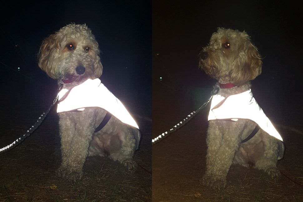 Crumble is a cheeky cockerpoo who has started running with owner Ant. Crumble is posing in th eProviz REFLECT360 jacket for dogs