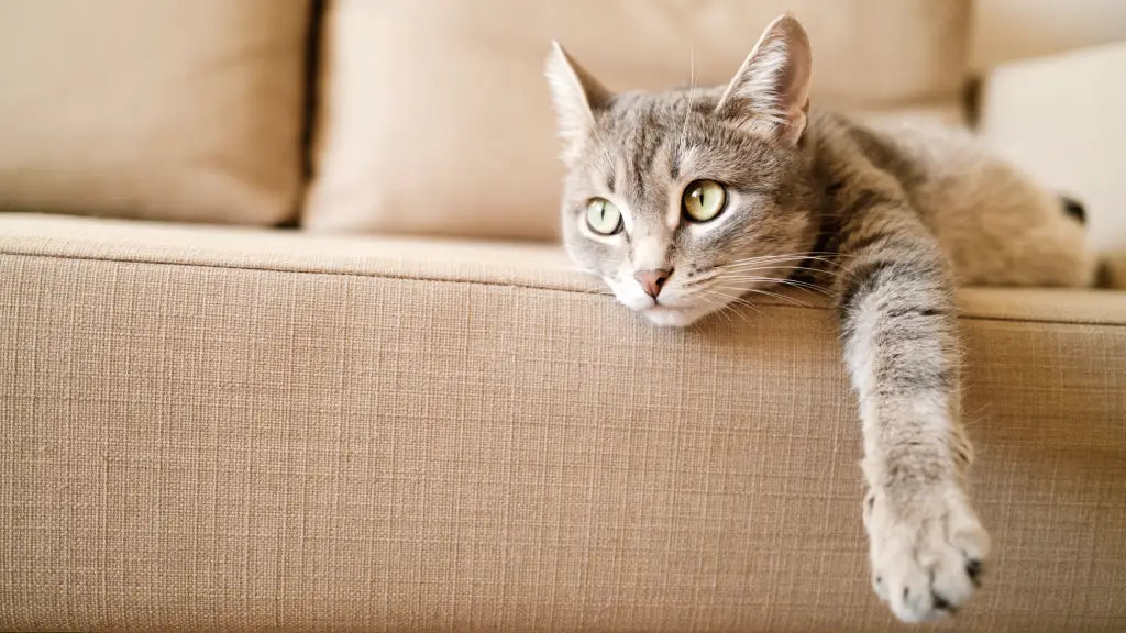 cat on couch - cat safety