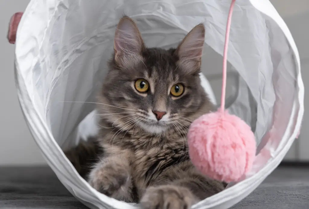 cat playing with toy