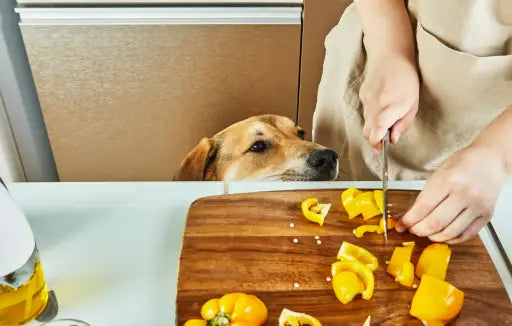 cooking for your dog