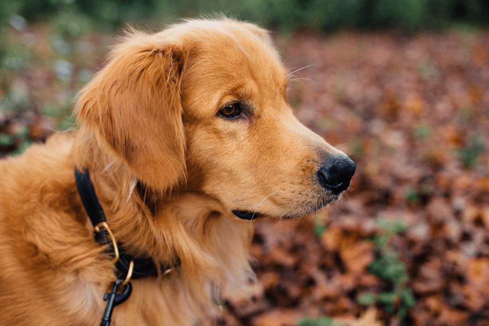 One big myth: dog breeds have personality traits