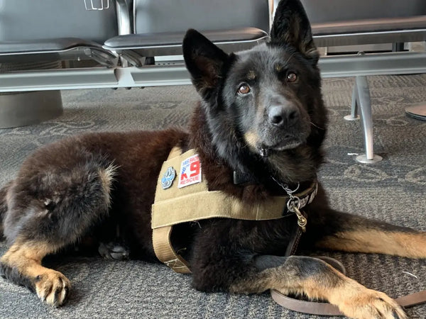 Retired Military War Dog Atila
