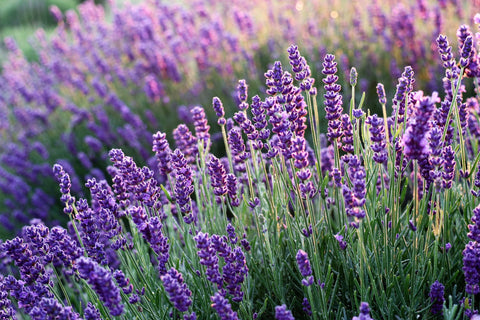 Lavender flower field