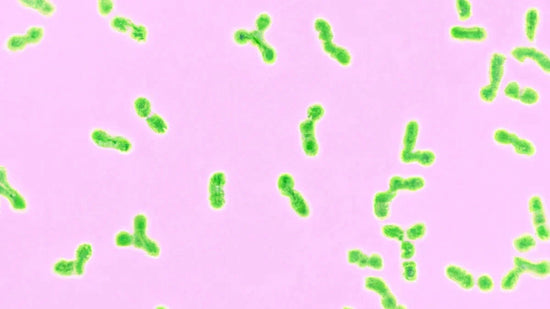 Acne causing bacteria on a pink background