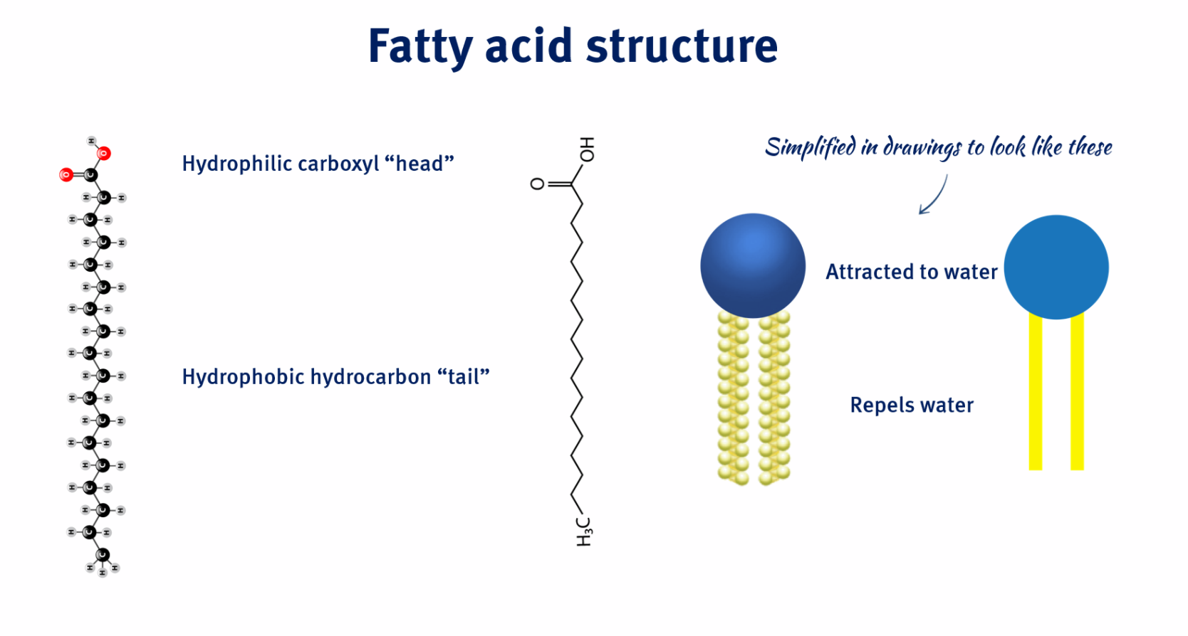 fatty acid diagram