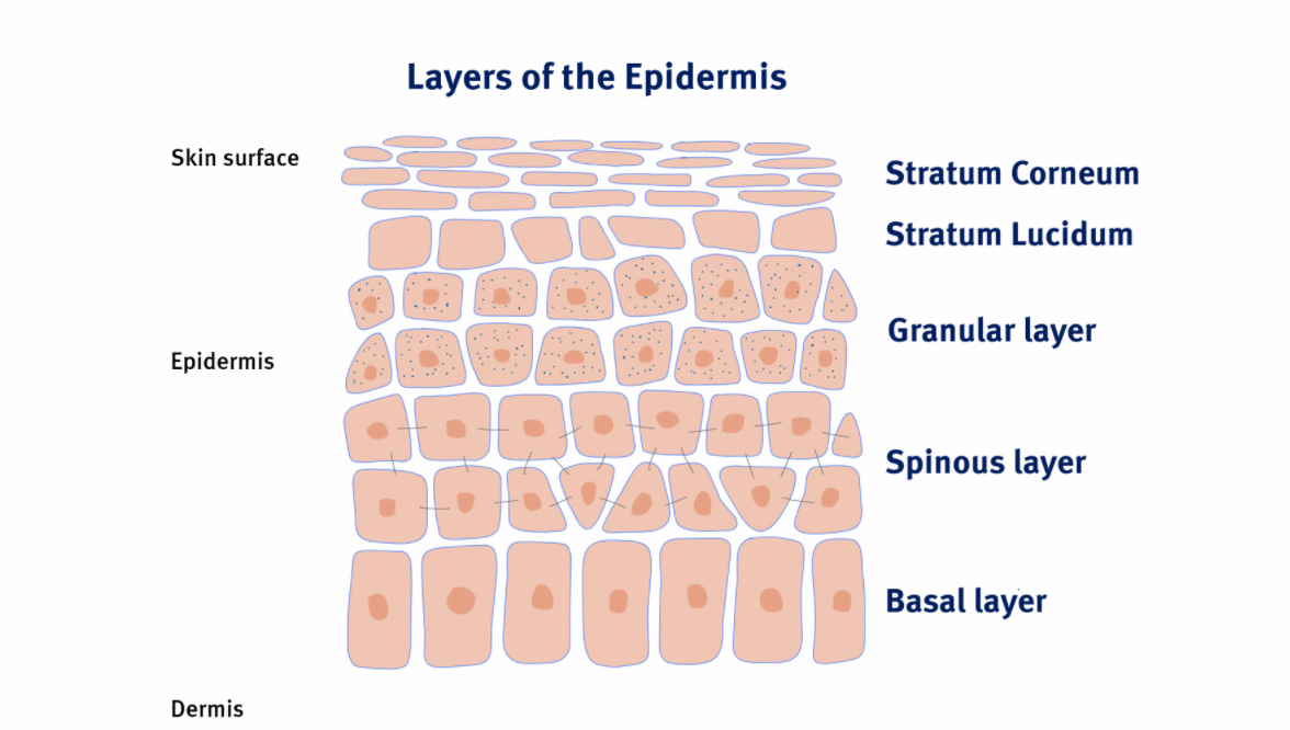 layers of the epidermis stratum granulosum