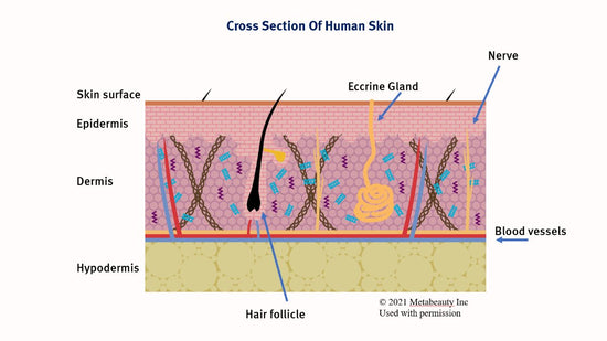 Layers of Human Skin