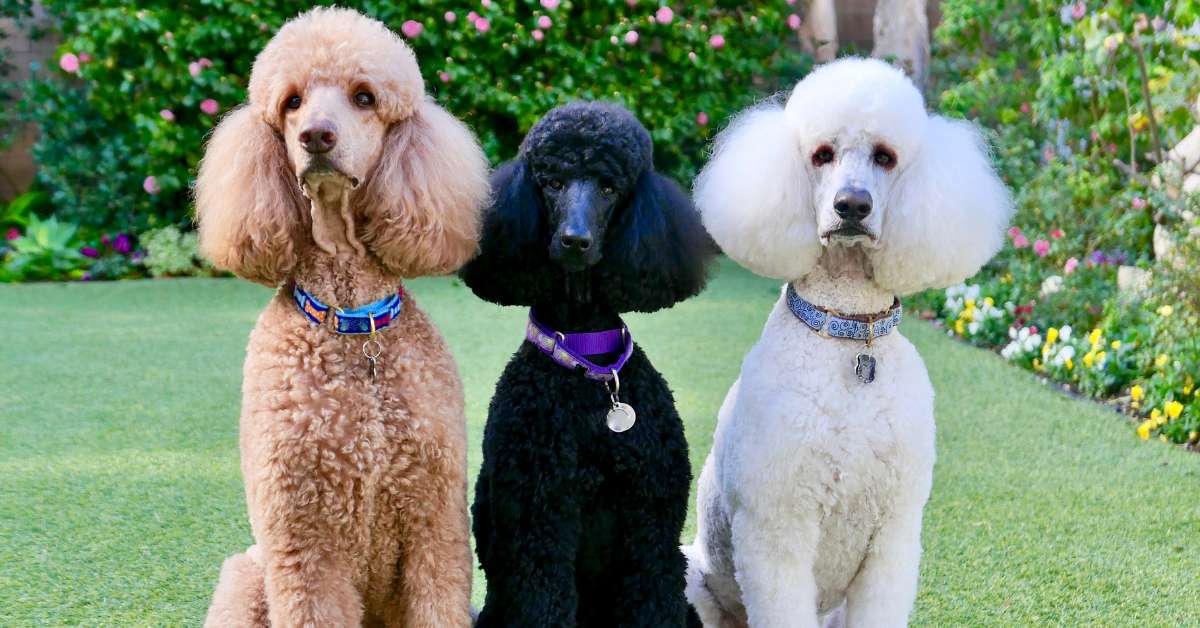 Best hypoallergenic pets