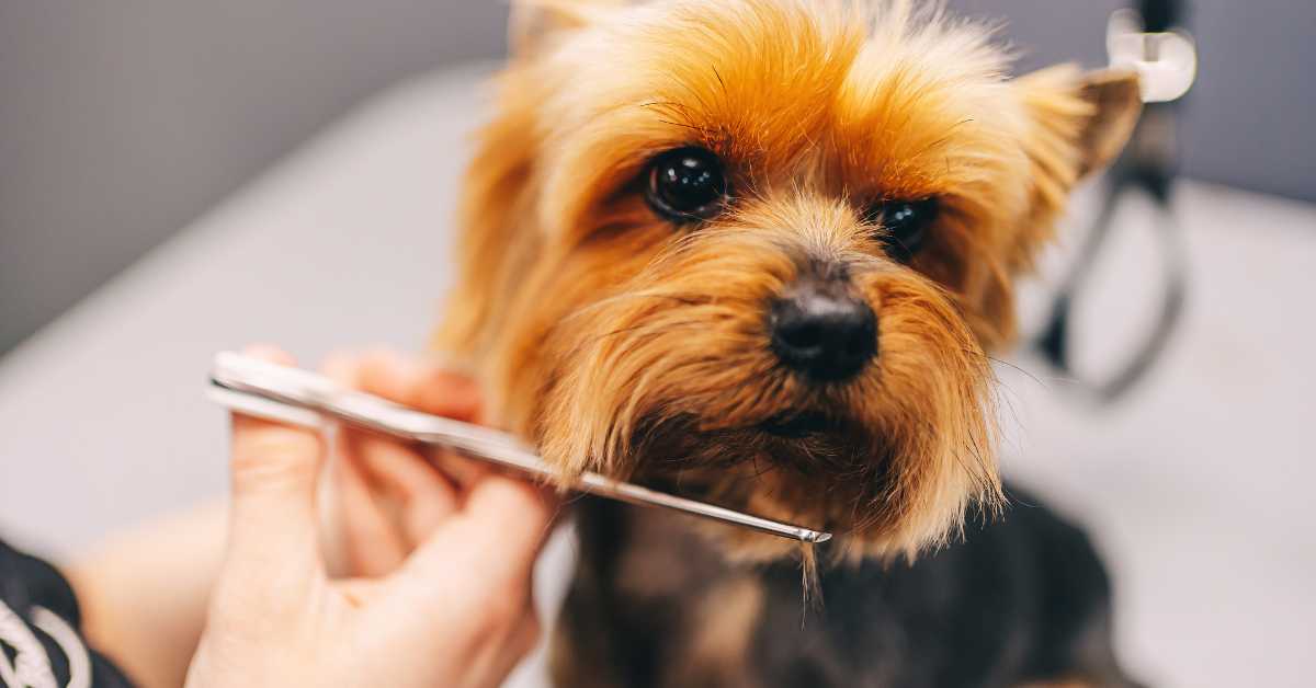Self grooming your dog in the uk