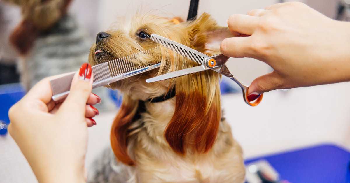 dog grooming benefits