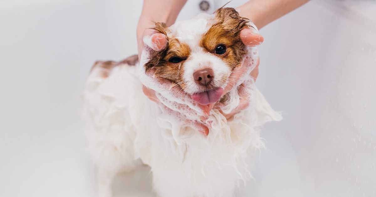 grooming your dog at home