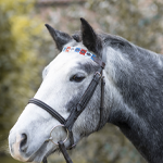 Horse Browbands