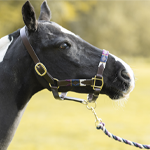 Collar de cabeza de caballo