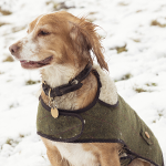 Snaffle Hundehalsband aus Leder