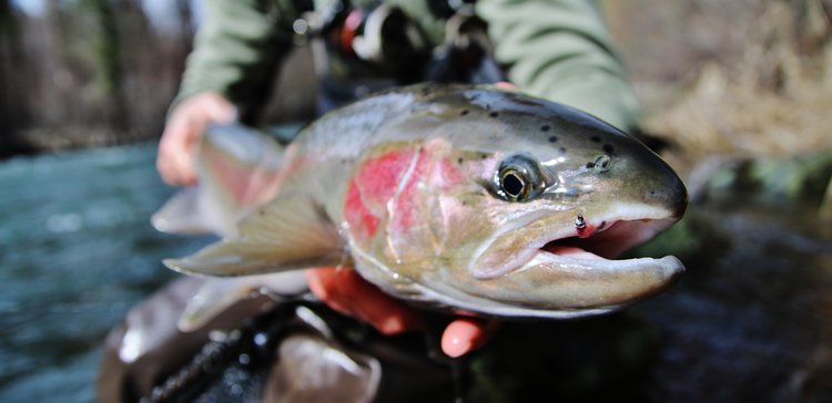 219. Fishing & Tying Simple Nymphs That Catch Trout 