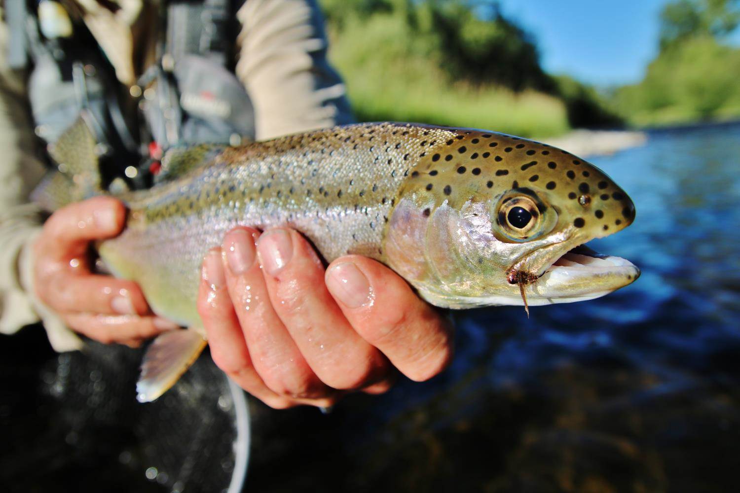 Oregon rainbow on a Soft Hackle Carrot