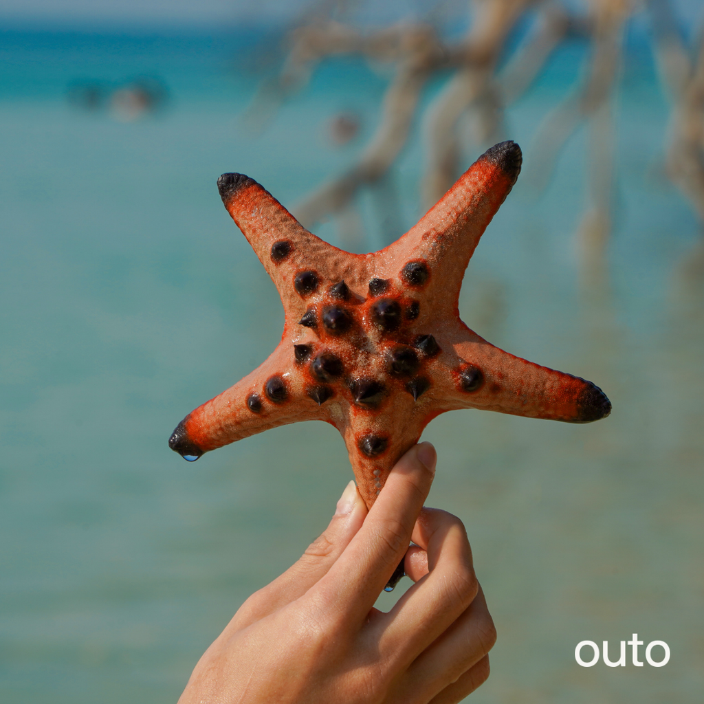 phu-quoc-starfish