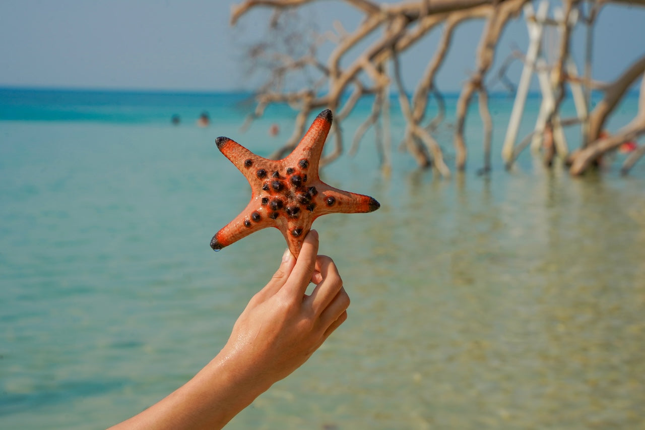 富國島的海星海灘