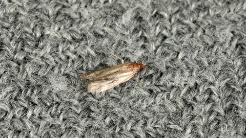 Moth on clothing