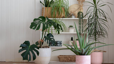 House plants