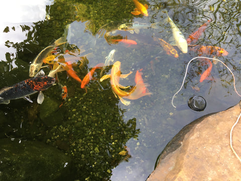 floating pond thermometer for koi fish