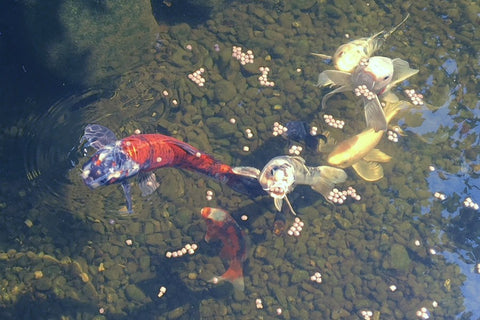 pond fish eating cold weather fish food