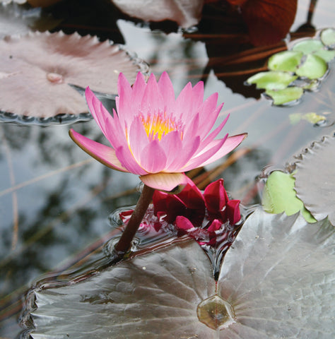 water lily in fabric plant pot