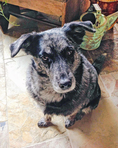 Cheyenne, the ultimate groovy girl that is gone but never forgotten. Black and gray catahoula mix dog.