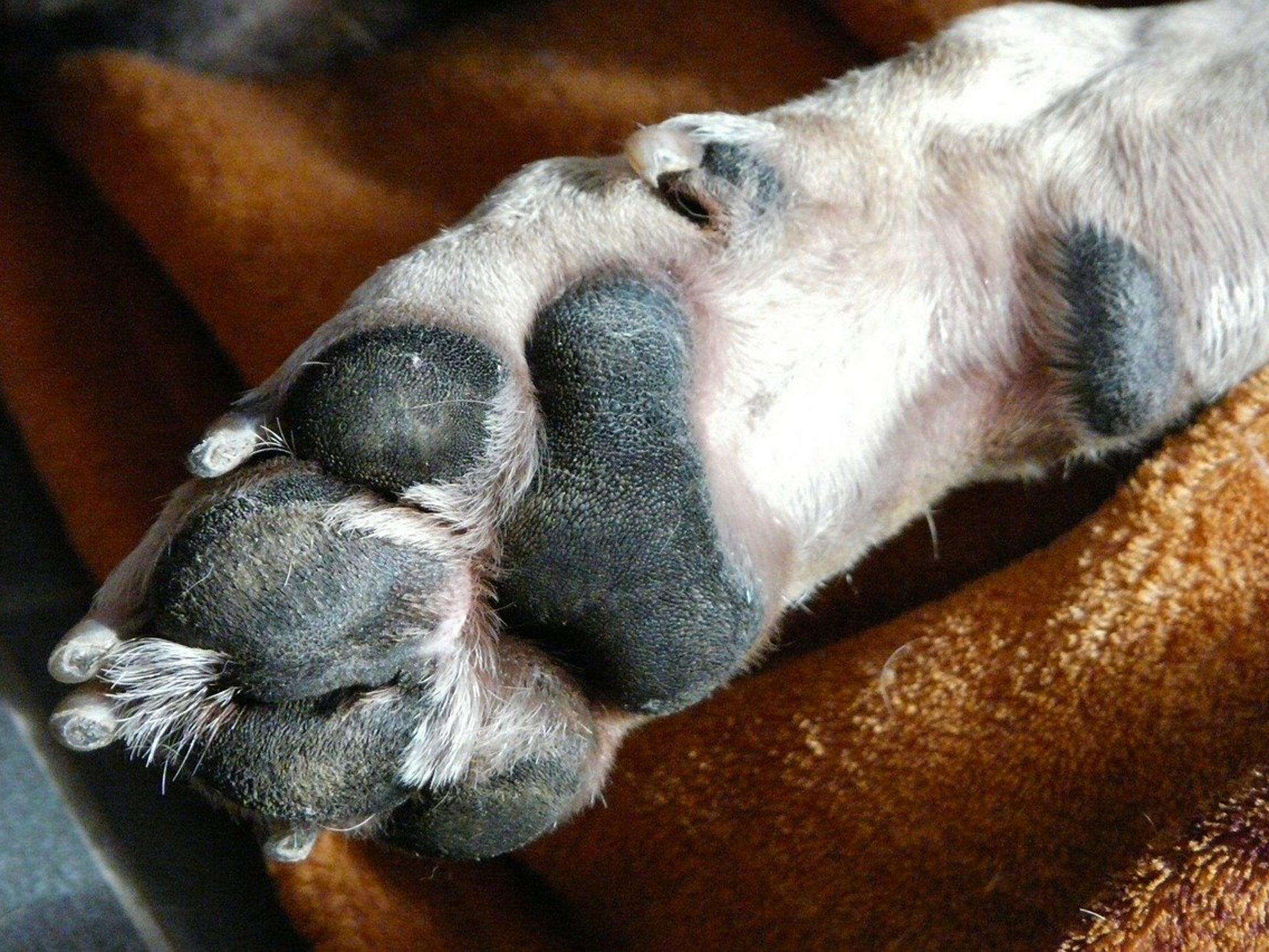 paraperro Tipps zur Hundegesundheit und weitere Hundethemen im Blog